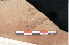 Foto (Detailansicht) von Podocarpus parkeri Ettingshausen (NHMW-GEO-2024-0188-11462)